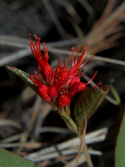 Combretum platypetalum