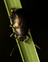 Colasposoma