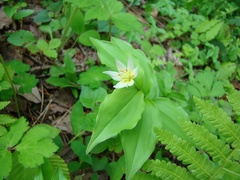 Disporum smilacinum