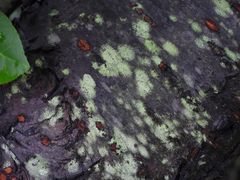 Lecanora thysanophora