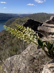 Dendrobium speciosum