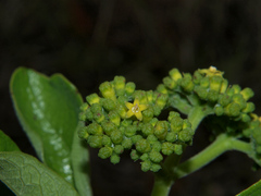 Psychotria eminiana