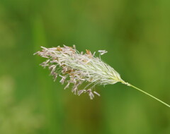 Alopecurus pratensis