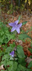 Campanula trachelium