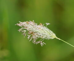 Alopecurus pratensis