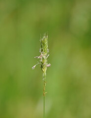 Alopecurus pratensis