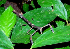 Phenacephorus sepilokensis