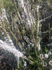 Epacris microphylla