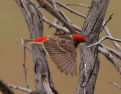 Epthianura tricolor