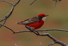 Epthianura tricolor