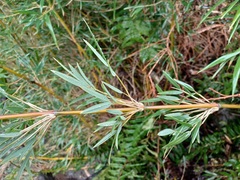 Chusquea valdiviensis