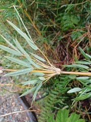 Chusquea valdiviensis