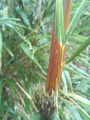 Chusquea valdiviensis