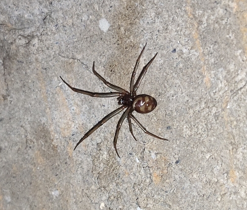 snovačka domová (Steatoda grossa)