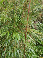 Chusquea valdiviensis