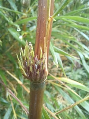 Chusquea valdiviensis