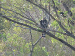 Stephanoaetus coronatus