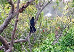 Eudynamys orientalis