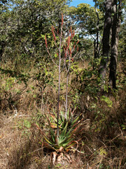 Aloe christianii