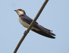 Hirundo smithii