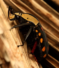Mecynorhina passerinii