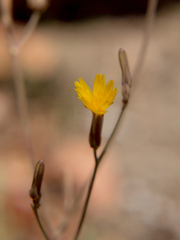Launaea rarifolia