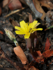 Launaea rarifolia