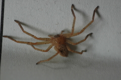 Olios