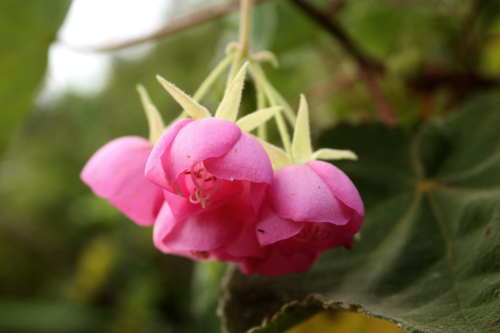 Dombeya burgessiae image