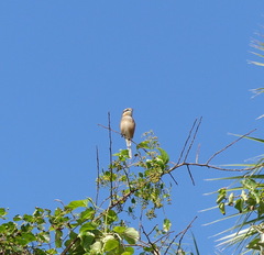 Lanius bucephalus