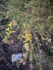 Acmispon glaber glaber