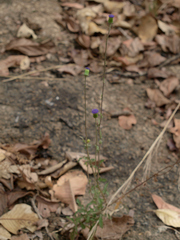 Crassocephalum bauchiense