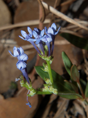 Pentanisia schweinfurthii