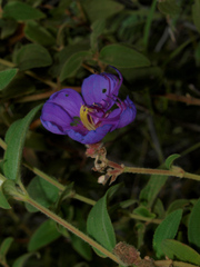 Image of Rosettea denticulata