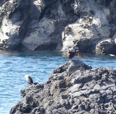Phalacrocorax capillatus