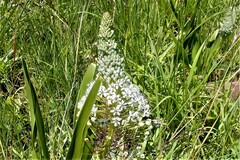 Schizocarphus nervosus