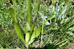 Schizocarphus nervosus