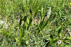 Schizocarphus nervosus