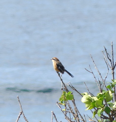 Lanius bucephalus