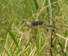 Motacilla flava