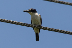 Todiramphus macleayii