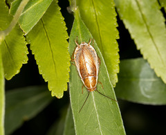 Pseudophyllodromiinae