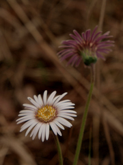 Gerbera viridifolia
