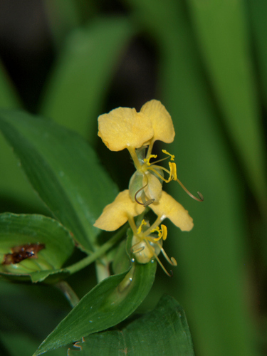 Commelina africana var. lancispatha image