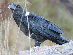 Corvus albicollis