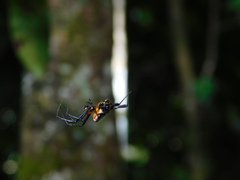 Leucauge fastigata