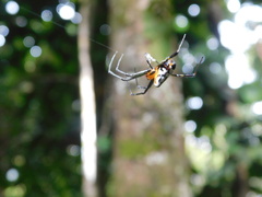 Leucauge fastigata