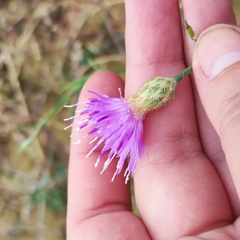 Centaurea arenaria