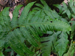 Pleocnemia irregularis