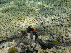 Amphiprion melanopus
